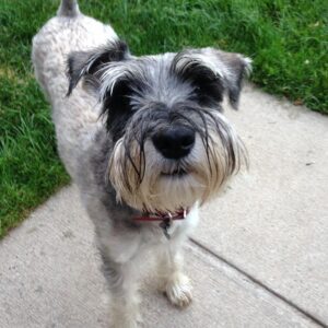 Rosie the dog standing in garden and looking curiously