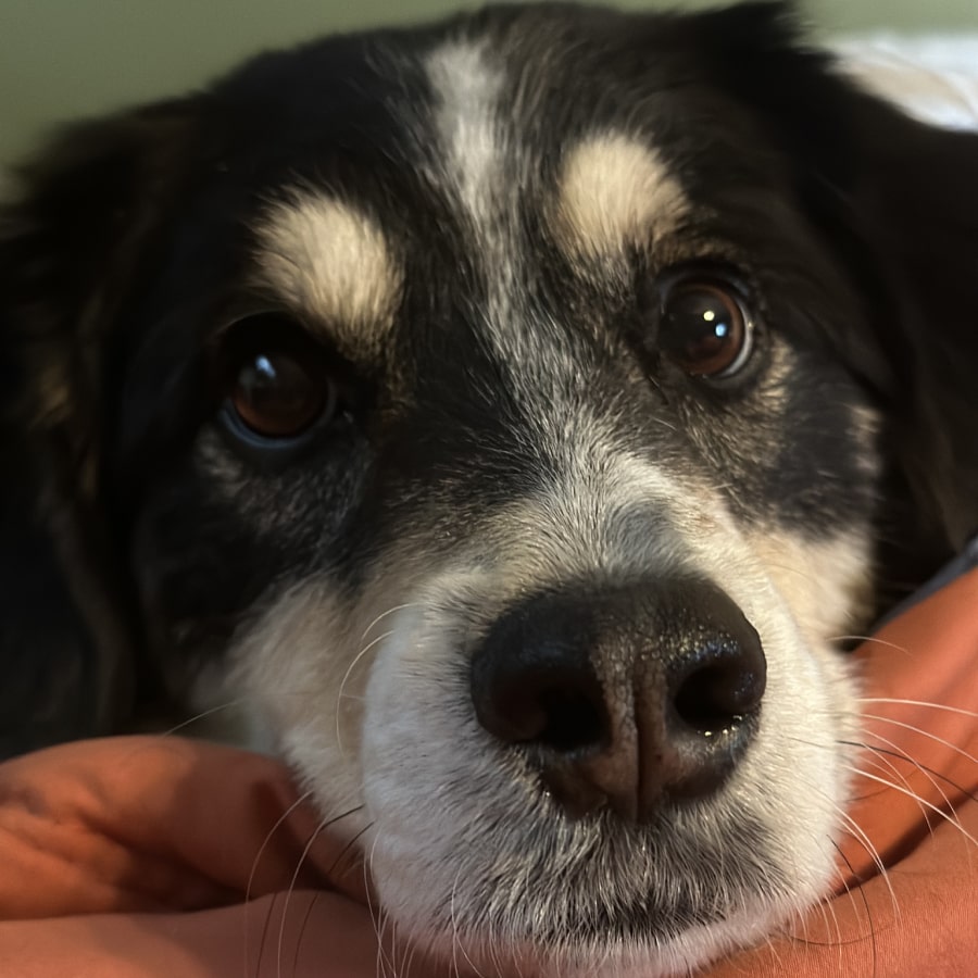 Cute dog looking curiously