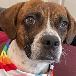 a brown and white dog wearing a rainbow bandana