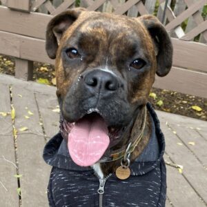 a dog wearing a black jacket sitting on a wooden deck