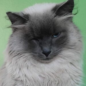 A gray and white cat sitting in front of a green wall