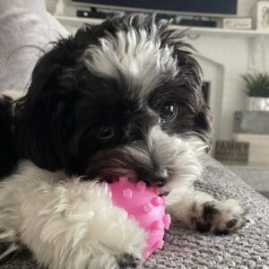 a small dog chewing on a pink ball
