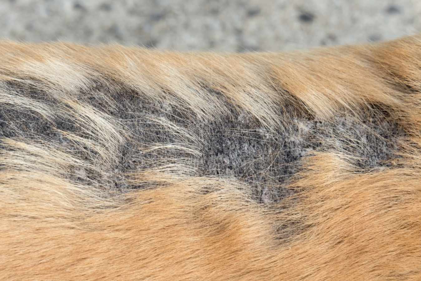 Autoimmune and endocrine